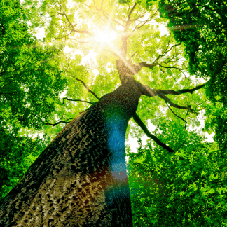 Arbre verdoyant en été